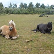 Haflinger Magnus