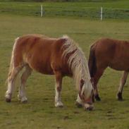 Haflinger Magnus