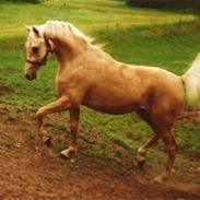 Palomino Gantrup Tjalfe *Aflivet*