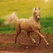 Palomino Gantrup Tjalfe *Aflivet*