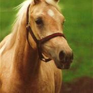 Palomino Gantrup Tjalfe *Aflivet*