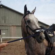 Hannoveraner Rosaria