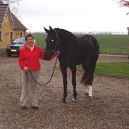 Dansk Varmblod My Lookalike Ovenskov