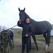 Dansk Varmblod My Lookalike Ovenskov