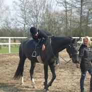 Dansk Varmblod My Lookalike Ovenskov