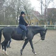 Dansk Varmblod My Lookalike Ovenskov