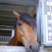 New Forest Vognmandsgårdens Valentin