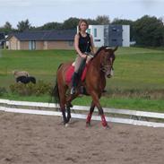 Hollandsk Sportspony LORENZO SOLGT!