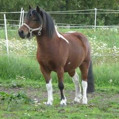 Anden særlig race Magnus