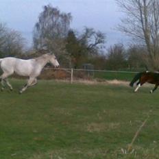 Anden særlig race Magnus