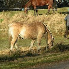 Fjordhest Nordhusets Sandy Puus RIP