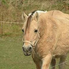 Fjordhest Nordhusets Sandy Puus RIP