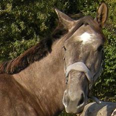 Holstener Indira Von HarknagR.I.P