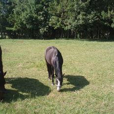 Anden særlig race Peanuts