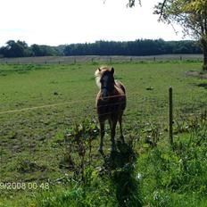 Welsh Mountain (sec A) bellis(solgt)
