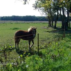 Welsh Mountain (sec A) bellis(solgt)