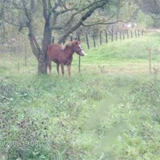 Welsh Mountain (sec A) bellis(solgt)