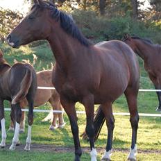 Anden særlig race Lykkebos Beauty