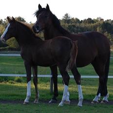 Anden særlig race Lykkebos Beauty