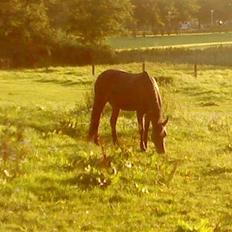 Anden særlig race Lady
