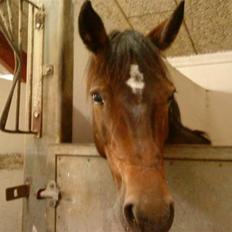 Anden særlig race Lady