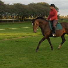 Dansk Varmblod Rafinett