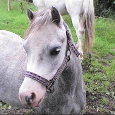 Welsh Mountain (sec A) Lillelunds Miss Nia