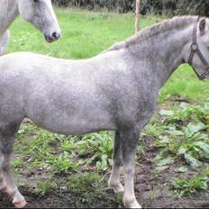Welsh Mountain (sec A) Lillelunds Miss Nia