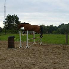 Pinto Hoelgaards Heart Breaker 