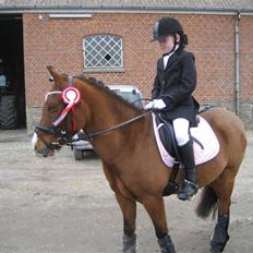 Welsh Pony (sec B) Monique 