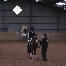 Welsh Pony (sec B) Monique 