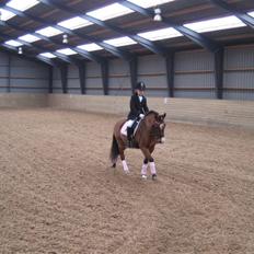 Welsh Pony (sec B) Monique 