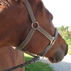 Anden særlig race Enggårdens Linea