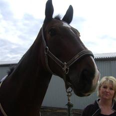 Hollandsk Varmblod Theunis *Nisse*