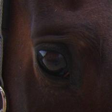 Hollandsk Varmblod Theunis *Nisse*