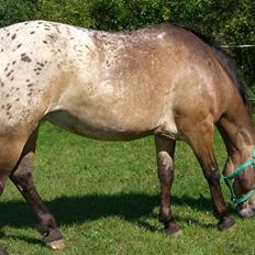 Appaloosa Inschalah