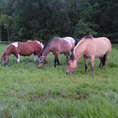 Appaloosa Inschalah
