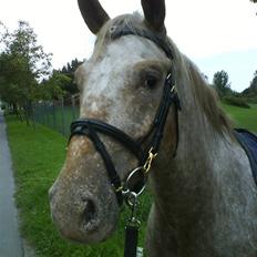 Knabstrupper Sofus(miss you)