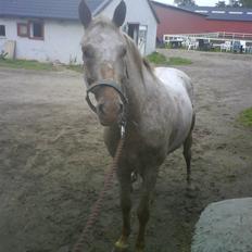 Knabstrupper Sofus(miss you)