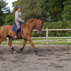 Dansk Varmblod Quintess-L (Tidl. Lånehest)