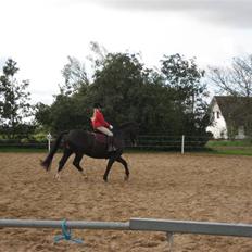 Oldenborg Eloise (solgt)