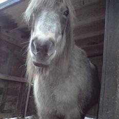 Anden særlig race Hekla 