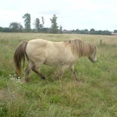 Anden særlig race Hekla 