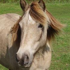 Anden særlig race Hekla 