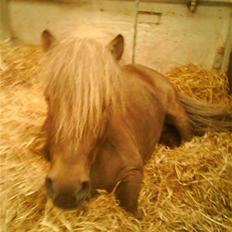 Shetlænder Silvermoon