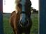 Welsh Mountain (sec A) bellis(solgt)