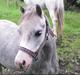 Welsh Mountain (sec A) Lillelunds Miss Nia