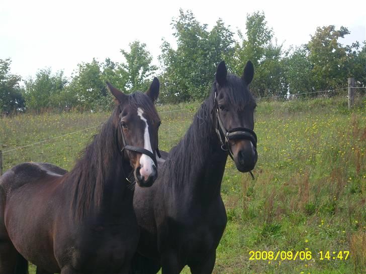 Dansk Varmblod + Pinto - Hoelgaards Wild La Mantic - Cheyenne og mantic<3 billede 7