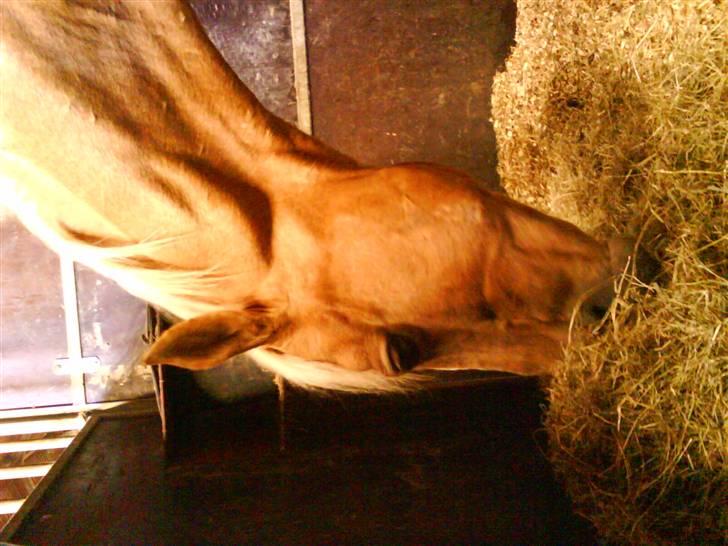 Irsk Sportspony Santana  billede 19