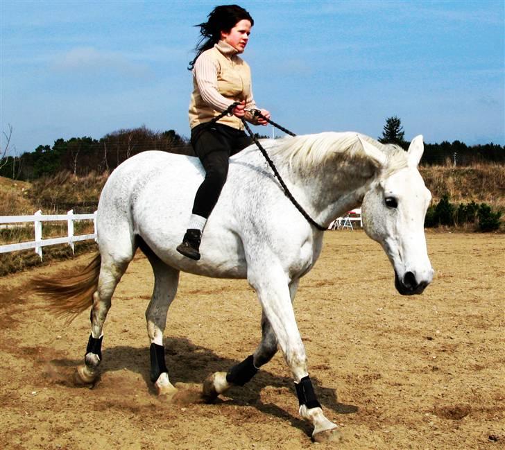 Engelsk Varmblod Dolly Dutch - Slut marts 2010 :) billede 1